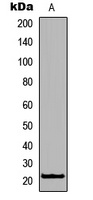 RhoXF1 Antibody