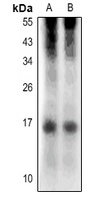 RNASE4 Antibody