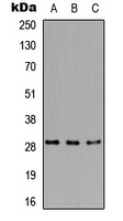 RPA4 Antibody