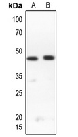 RPL3L Antibody