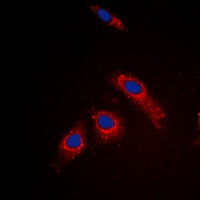 RPL3L antibody