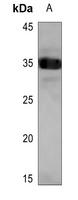 SCNM1 Antibody