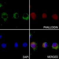 TBK1 antibody