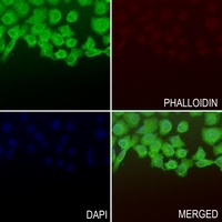 Anti-TFCP2L1 Antibody