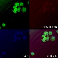 TNF alpha IP8L1 antibody