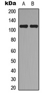 Topoisomerase 3 alpha Antibody