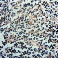 Septin 8 Antibody