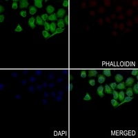 Septin 8 Antibody