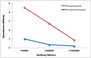 ACC alpha (phospho-S80) antibody