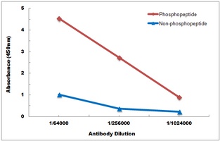 Anti-ACC alpha (Phospho-S80) Antibody