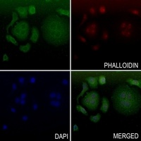 ADAMTS10 antibody