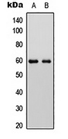 ALP Antibody