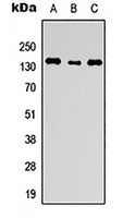 ANO1 Rabbit Polyclonal Antibody