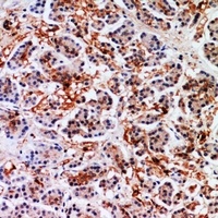 Annexin A7 Antibody