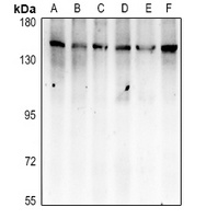APAF-1 Antibody