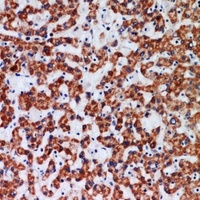 APAF-1 Antibody