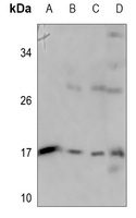 Apolipoprotein C4 Antibody