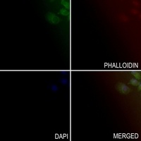 Apolipoprotein C4 Antibody