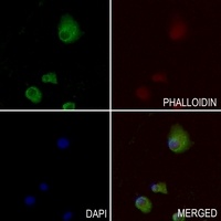 Apolipoprotein L1 Antibody