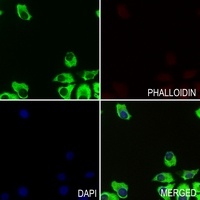 Apolipoprotein L3 antibody