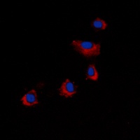 ARRDC4 antibody