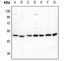 ATG4B Antibody