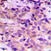 ATG4B Antibody