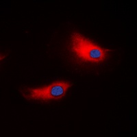 ATP1A1 antibody