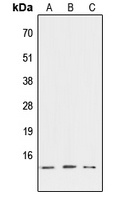 ATP6V1G3 Antibody