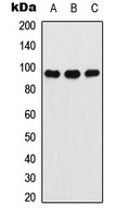 Ataxin 7 Rabbit Polyclonal Antibody
