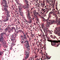 Anti-BAD (Phospho-S112) Antibody