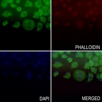 BAD (phospho-S112) antibody
