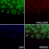 Anti-BAD (Phospho-S112) Antibody