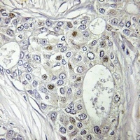 Anti-BATF Antibody