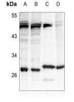 BAP31 Antibody