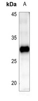 BCL2 Antibody