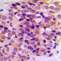 BCL2 Antibody