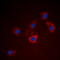 BCL2 Antibody