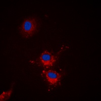 Anti-BCLX (Phospho-S62) Antibody