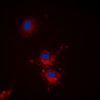 BCL2 antibody