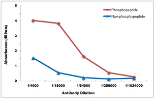 Anti-BCLX (Phospho-S62) Antibody