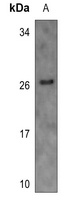 BinCARD Antibody