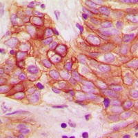 Anti-Calmodulin (Phospho-T80/S82) Antibody