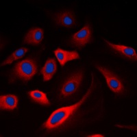 Anti-Calmodulin (Phospho-T80/S82) Antibody