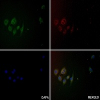 Anti-CD101 Antibody