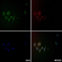 CD101 antibody