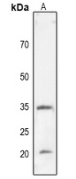 CD274 Antibody