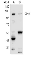 CD34 Rabbit Polyclonal Antibody