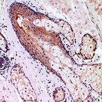 Anti-CD68 Antibody