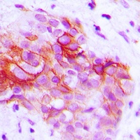 Anti-CD9 Antibody